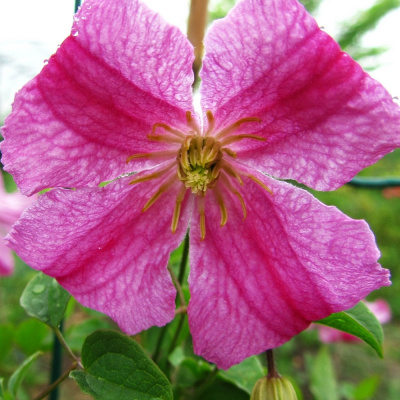 Клематис Краковяк PBR (Krakowiak) купить с доставкой Клематис Краковяк – это очаровательный многолетний сорт с необычным узором на ярко-розовых цветах, выведенный польским селекционером в 2011 году. Длинные лианы сорта, обильно покрытые цветами, надежно цепляются за естественные или искусственные опоры и станут настоящим ярким акцентом садового участка или цветника.