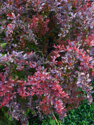 Барбарис Конкорд (Concorde) купить с доставкой 