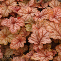 Гейхерелла Хани Роуз (Honey Rose)