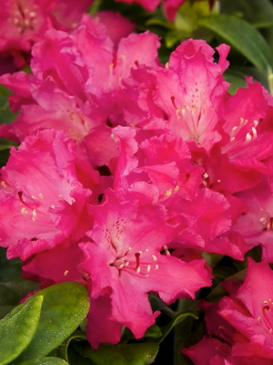 Рододендрон Хеллики (Hellikki) купить с доставкой Хелликки самый яркий сорт рододендрона финской селекции