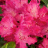 Рододендрон Хеллики (Hellikki) купить с доставкой - Рододендрон Хеллики (Hellikki) купить с доставкой