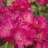 Рододендрон Хеллики (Hellikki) купить с доставкой - Рододендрон Хеллики (Hellikki) купить с доставкой