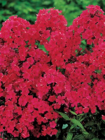 Флокс Старфаер (Starfire)