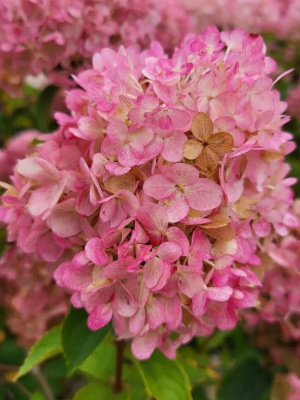 Гортензия Петтит Черри (Petite Cherry) метельчатая купить с доставкой 