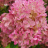 Гортензия Петтит Черри (Petite Cherry) метельчатая купить с доставкой - Гортензия Петтит Черри (Petite Cherry) метельчатая купить с доставкой