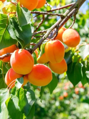 Абрикос Лель купить с доставкой 