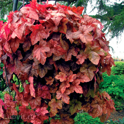 Гейхерелла Редстоун Фолс (Redstone Falls)