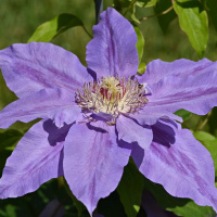 Клематис Коперник (Copernicus)