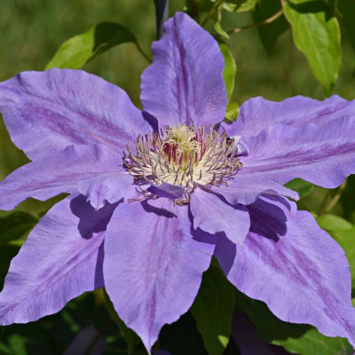 Клематис Коперник (Copernicus) купить с доставкой Пышный, густо усыпанный крупными цветами, Коперник создаст изысканный цветовой акцент на Вашей даче