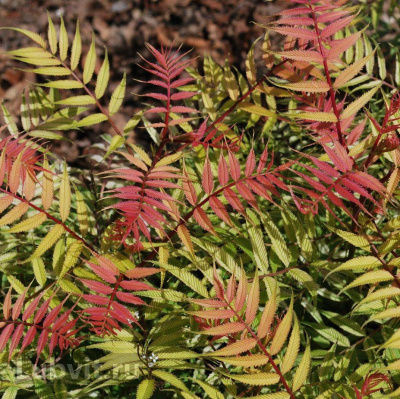 Рябинник рябинолистный Сэм (Sem) купить с доставкой отличается живописной внешностью и способностью улучшать состав воздуха, благодаря фитонцидным свойствам