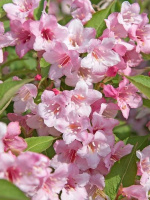 Вейгела Розеа (Rosea)