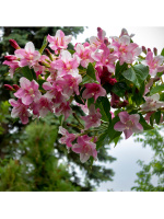 Вейгела Розеа (Rosea)