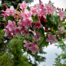 Вейгела Розеа (Rosea)