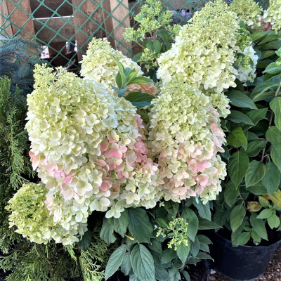 Гортензия Мэджикал Килиманджаро (Magical Kilimanjaro) метельчатая купить с доставкой Сортов гортензии метельчатой существует огромное количество