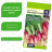 Лук на Зелень Красный Пучок [Семена алтая] купить с доставкой - Лук на Зелень Красный Пучок [Семена алтая] купить с доставкой