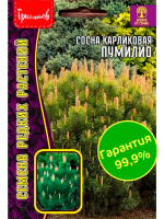 Сосна Пумилио карликовая [Семена редких растений]