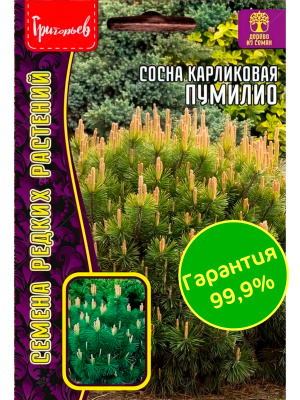 Сосна Пумилио карликовая [Семена редких растений] купить с доставкой Благодаря высокой декоративности и неприхотливости, культура часто используется в озеленении самых разнообразных ландшафтов.