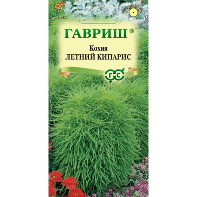 Кохия Летний Кипарис веничная [Гавриш] купить с доставкой Кохия Летний Кипарис - необычайно красивое и оригинальное растение, напоминающее живописный ярко-зеленый шар. Благодаря сочной зелени кружевной листвы и изящности очаровательная кохия сохраняет декоративность до первых заморозков, украшая клумбу или миксбордер в течение всего сезона.