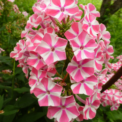 Флокс Пеперминт Твист (Peppermint Twist) купить с доставкой 