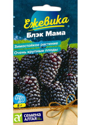 Ежевика Блэк Мама крупноплодная [Семена алтая] купить с доставкой ​Вырастить ежевику из семян-легко. Соблюдая все агротехнические мероприятия, в вашем саду может появиться пышный стелящийся кустарник с красивейшими вкусными черными ягодами. Вкусовые качества сорта Блэк Мама от Семян Алтая на высшем уровне. Ежевика как и полагается, с выраженной кислинкой и терпким послевкусием. Неприхотлива в уходе, обильно плодоносящая - мечта каждого дачника.