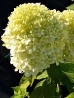 Гортензия Селекшн (Selection) метельчатая