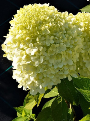 Гортензия Селекшн (Selection) метельчатая купить с доставкой 