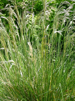 Луговик дернистый Голдшлейер (Goldschleier) купить с доставкой 