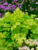Гейхера Лайм Раффлз (Lime Ruffles) купить с доставкой