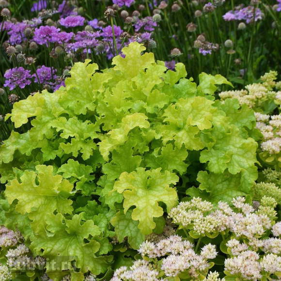 Гейхера Лайм Раффлз (Lime Ruffles) купить с доставкой