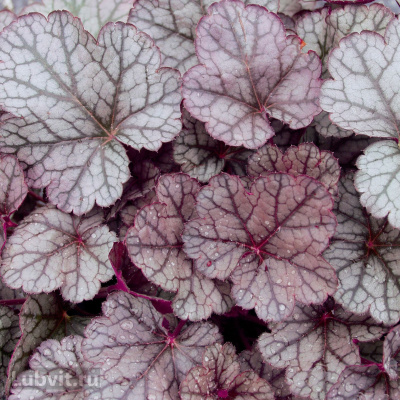 Гейхера Шуга Фростинг (Sugar Frosting)