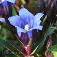 Горечавка Блю Мэджик (Blue Magic)