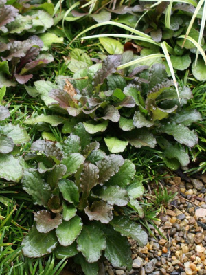 Живучка ползучая (Аюга) купить с доставкой 