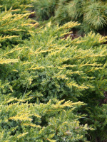 Можжевельник китайский Голд Коаст (Gold Coast)