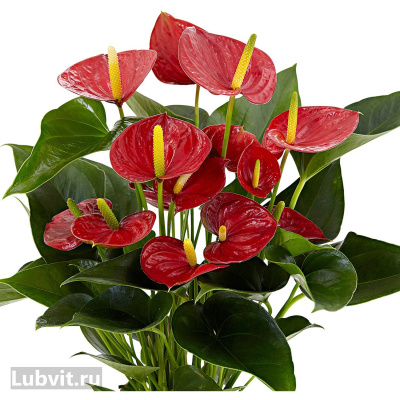 Антуриум Андрэ (Andreanum) купить с доставкой элегантный аристократ среди растений