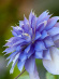 Клематис Мульти блю (Multi Blue) купить с доставкой Клематис Мульти блю (Multi Blue) купить с доставкой
