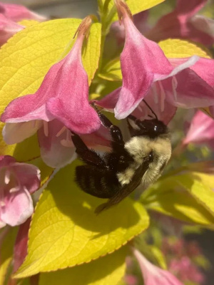 Вейгела Ауреа (Aurea) купить с доставкой Вейгела Ауреа – очаровательный кустарник с листвой необычного цвета, который будет радовать цветением продолжительное время, так как цветет два раза за сезон.