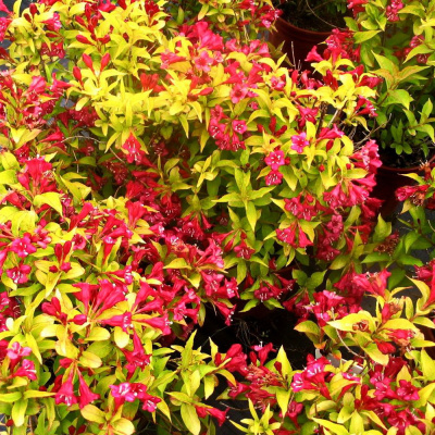 Вейгела Ауреа (Aurea) купить с доставкой Вейгела Ауреа – очаровательный кустарник с листвой необычного цвета, который будет радовать цветением продолжительное время, так как цветет два раза за сезон.