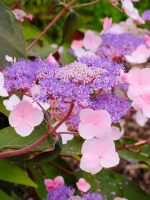 Гортензия Хот Чоколейт (Hot Chocolate) шершавая купить с доставкой новый эксклюзивный сорт в мире гортензий, который бьет все рекорды по популярности
