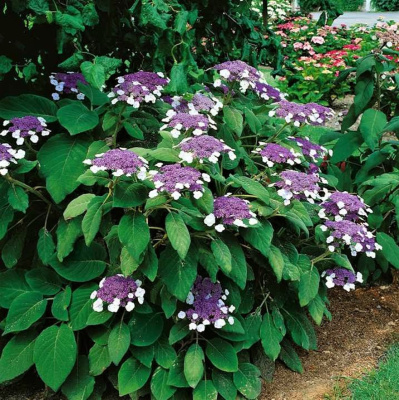 Гортензия Хот Чоколейт (Hot Chocolate) шершавая купить с доставкой новый эксклюзивный сорт в мире гортензий, который бьет все рекорды по популярности