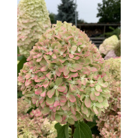 Гортензия Пиксио (Pixio) метельчатая