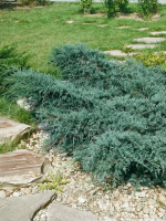 Можжевельник виргинский Грей Оул (Grey Owl)