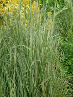 Вейник Овердам (Overdam)