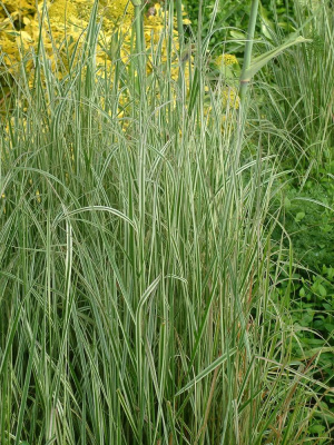 Вейник Овердам (Overdam) купить с доставкой 