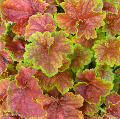 Гейхера Миракл (Miracle) купить с доставкой отличается удивительной по красоте листвой и сохраняет живописный вид с ранней весны до наступления холодов