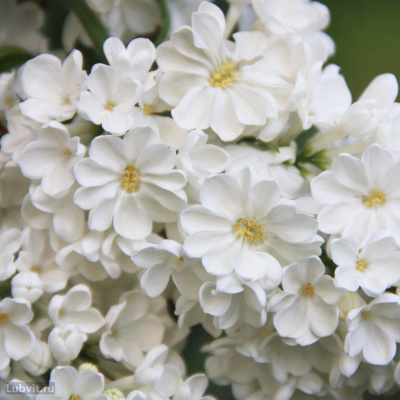 Сирень Рочестер (Rochester) купить с доставкой Сирень, чьи цветы похожи на крохотные ромашки. На одном таком цветке может быть до 25 лепестков