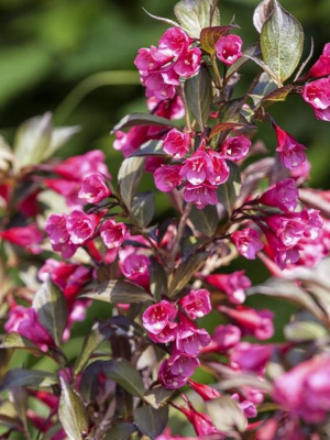 Вейгела Александра (Alexandra) купить с доставкой Загадочный сорт с темной, красивой листвой, которая эффектно оттеняет насыщенно розовые цветы.