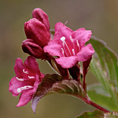 Вейгела Александра (Alexandra) купить с доставкой Загадочный сорт с темной, красивой листвой, которая эффектно оттеняет насыщенно розовые цветы.