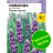 Лаванда Синее копье узколистная [Семена алтая] купить с доставкой - Лаванда Синее копье узколистная [Семена алтая] купить с доставкой