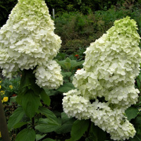 Гортензия Мэджикал Маттерхорн (Magical Matterhorn) метельчатая