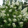 Гортензия Киушу (Kyushu) метельчатая